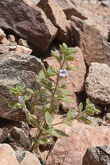 Anticharis glandulosa Anticharis glandulosa in its northern most location in the world, S Israel, Mt Tzfahot near Eilat Anticharis glandulosa,Geotagged,Israel,Spring