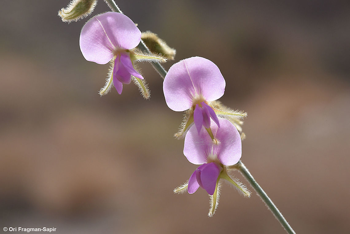 Tephrosia nubica  Geotagged,Israel,Spring,Tephrosia nubica