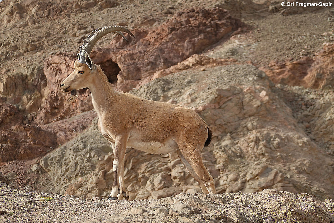 Capra nubiana  Alpine Ibex,Capra ibex,Capra nubiana,Geotagged,Israel,Nubian ibex,Spring