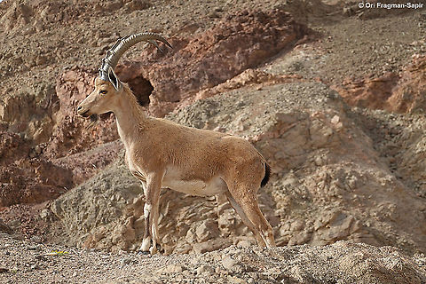 Capra nubiana  Alpine Ibex,Capra ibex,Capra nubiana,Geotagged,Israel,Nubian ibex,Spring