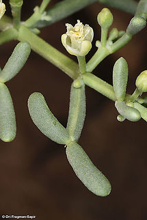 Zygophyllum coccineum  Geotagged,Israel,Spring,Zygophyllum coccineum