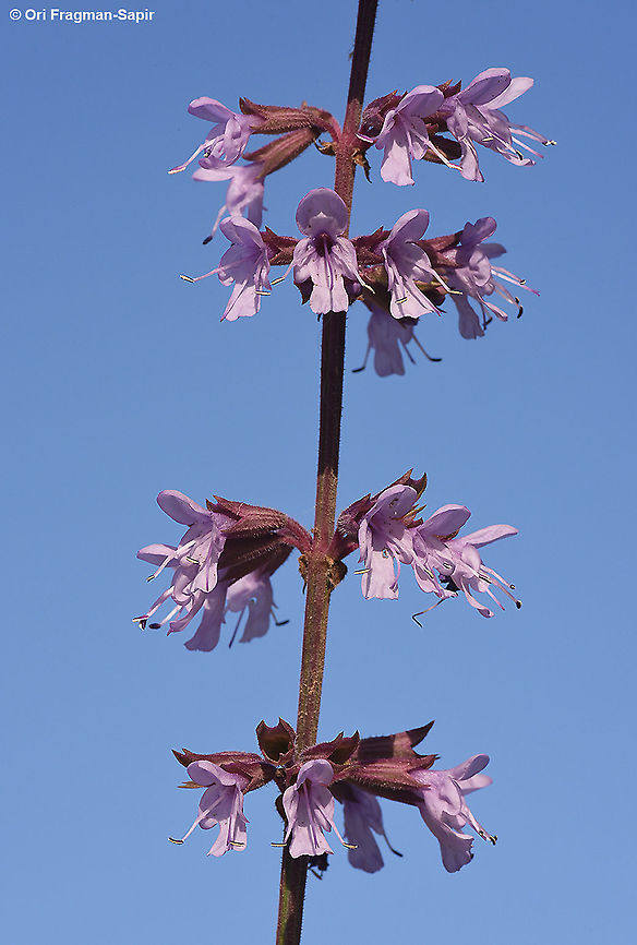 Salvia judaica  Salvia judaica,Salvia judainca