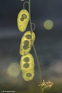 Ricotia lunaria
