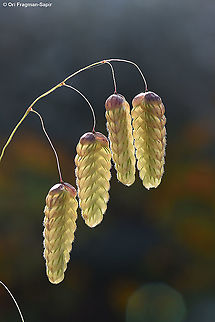 Briza maxima  Briza maxima