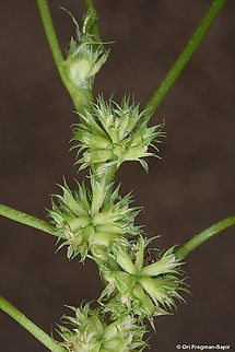 Trifolium suffocatum  Trifolium suffocatum