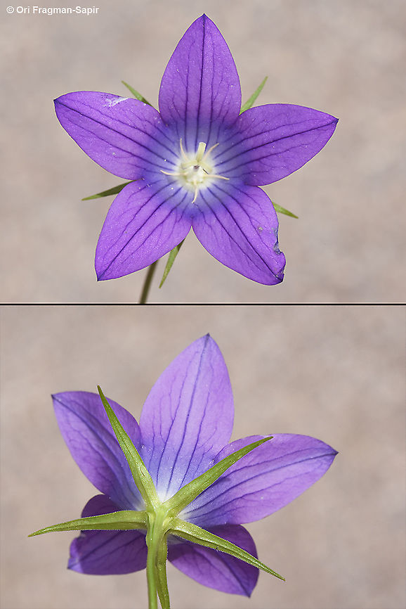 Campanula retrorsa  Campanula retrorsa