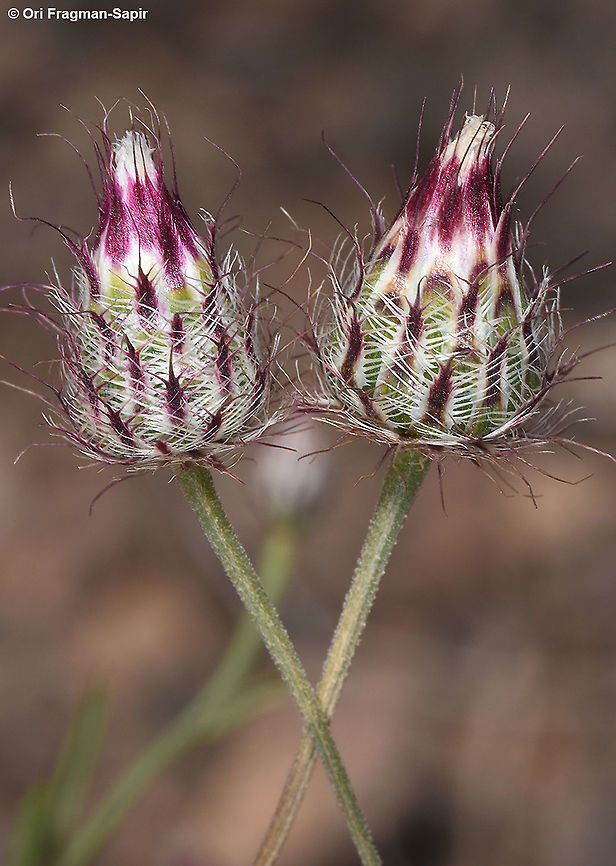 Zoegea purpurea, Very rare and endangered in S Israel  Geotagged,Israel,Spring,Zoegea purpurea