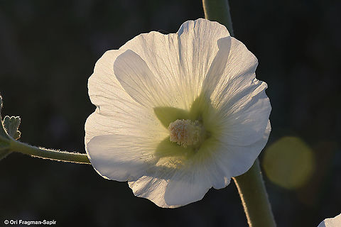 Alcea striata  Alcea striata,Geotagged,Israel,Spring