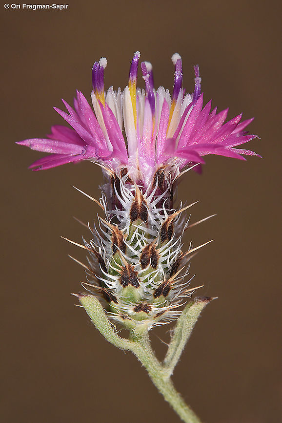 Centaurea ammocyanus  Centaurea ammocyanus,Geotagged,Israel,Spring