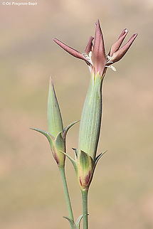 Dianthus monadelphus  Dianthus monadelphus,Geotagged,Israel,Spring