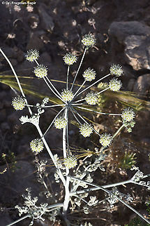 Zosima absinthiifolia  Geotagged,Israel,Spring,Zosima absinthiifolia