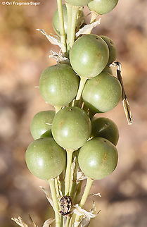 Asphodeline lutea  Asphodeline lutea,Geotagged,Israel,King's Spear,Spring