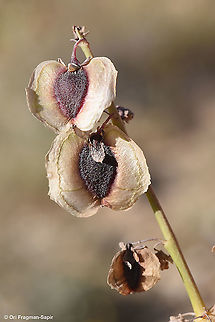 Rheum palaestinum  Desert rhubarb,Geotagged,Israel,Rheum palaestinum,Spring