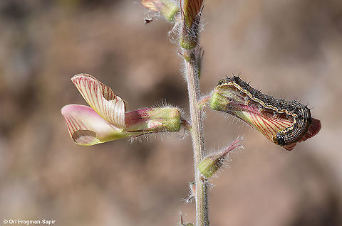 Onobrychis ptolemaica  Geotagged,Israel,Onobrychis ptolemaica,Spring