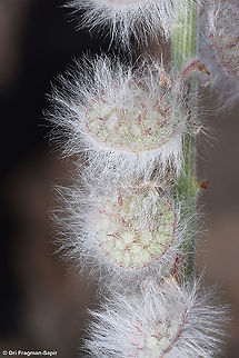 Onobrychis ptolemaica  Geotagged,Israel,Onobrychis ptolemaica,Spring
