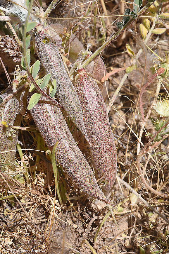 Astragalus dactylocarpus  Astragalus dactylocarpus,Geotagged,Israel,Spring