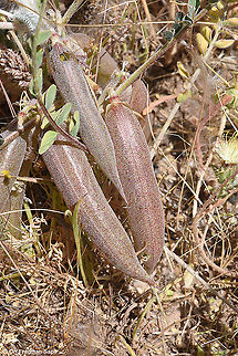 Astragalus dactylocarpus  Astragalus dactylocarpus,Geotagged,Israel,Spring