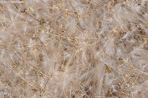 Erodium oxyrhinchum  Erodium oxyrhinchum,Geotagged,Israel,Spring