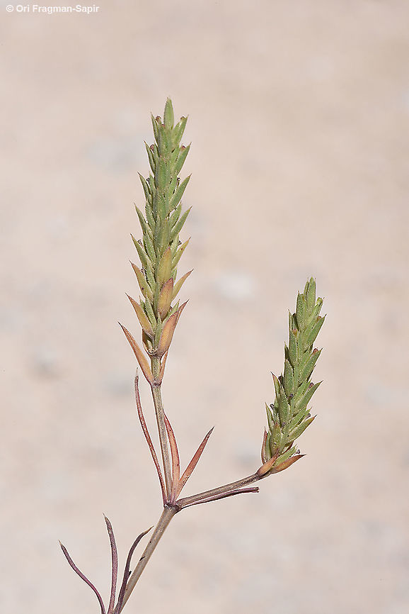 Crucianella ciliata  Crucianella ciliata,Geotagged,Israel,Spring