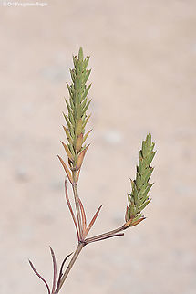 Crucianella ciliata  Crucianella ciliata,Geotagged,Israel,Spring