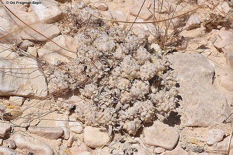Cymbolaena griffithii  Cymbolaena,Cymbolaena griffithii,Geotagged,Israel,Spring