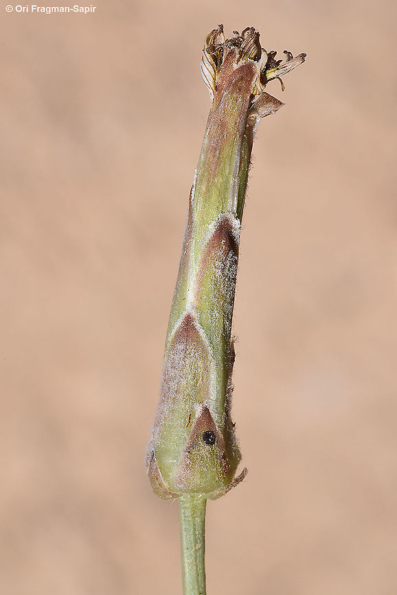 Takhtajaniantha pusilla (Scorzonera pusilla)  Geotagged,Israel,Spring,Takhtajaniantha,Takhtajaniantha pusilla