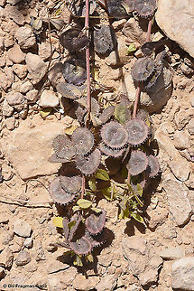 Medicago radiata  Geotagged,Israel,Medicago radiata,Ray-podded medick,Spring