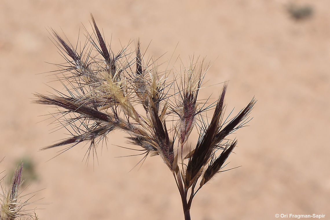 Boissiera squarrosa  Boissiera squarrosa,Geotagged,Israel,Spring