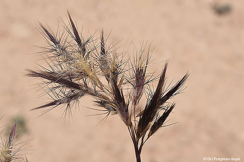 Boissiera squarrosa  Boissiera squarrosa,Geotagged,Israel,Spring