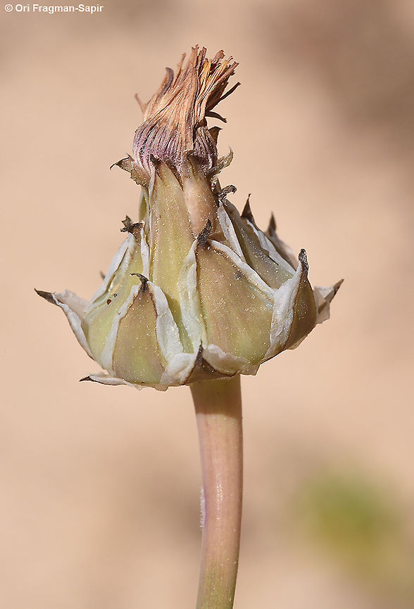 Reichardia tingitana  Geotagged,Israel,Reichardia tingitana,Reichardia tingitiana,Spring