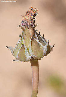Reichardia tingitana  Geotagged,Israel,Reichardia tingitana,Reichardia tingitiana,Spring
