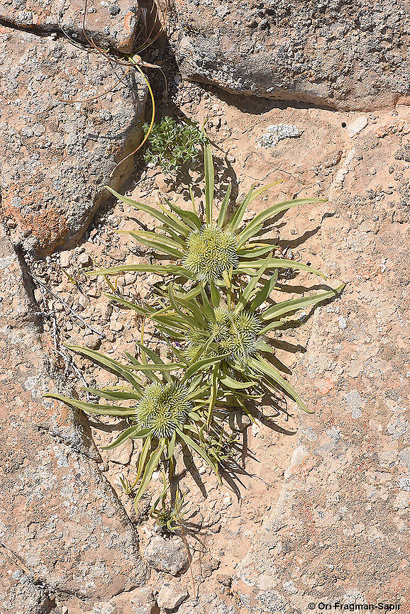 Gymnarrhena micrantha  Geotagged,Gymnarrhena,Gymnarrhena micrantha,Israel,Spring