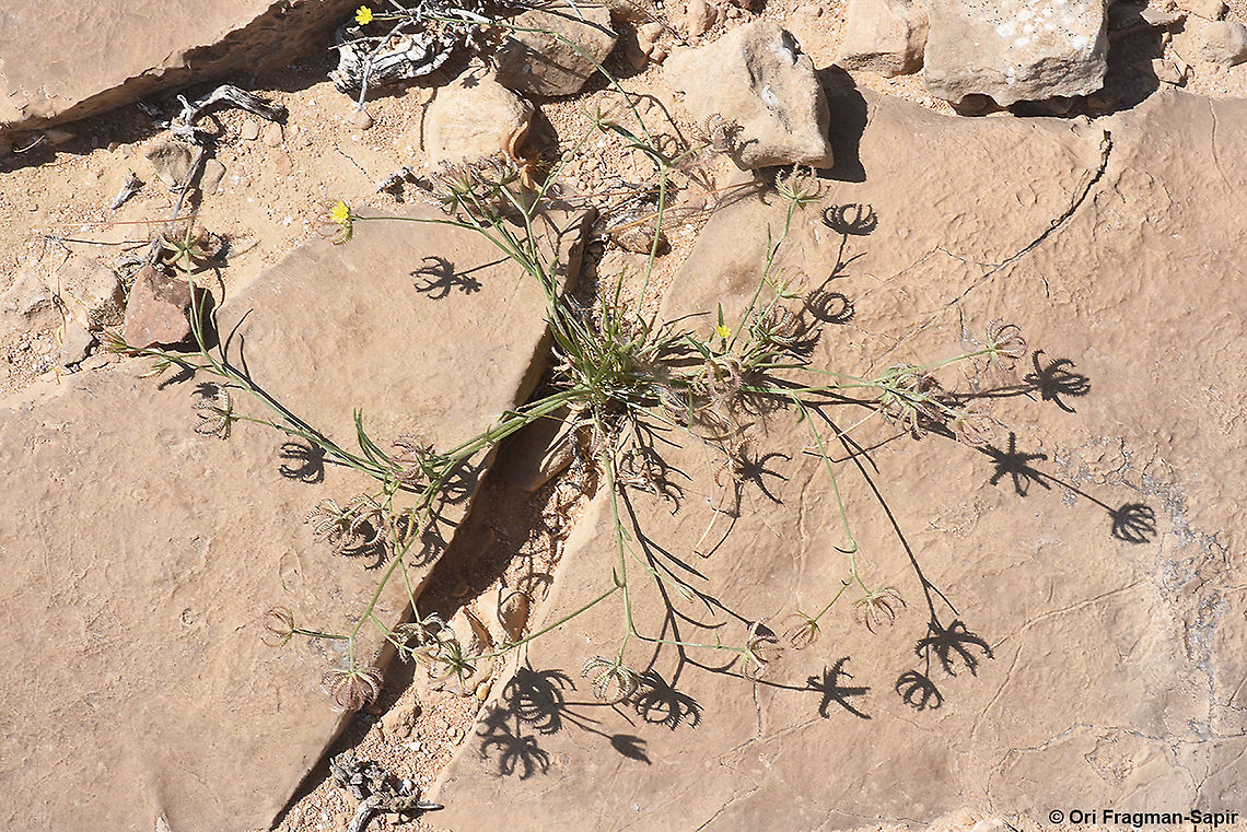 Koelpinia linearis  Geotagged,Israel,Koelpinia linearis,Spring