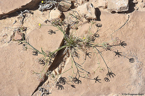 Koelpinia linearis  Geotagged,Israel,Koelpinia linearis,Spring