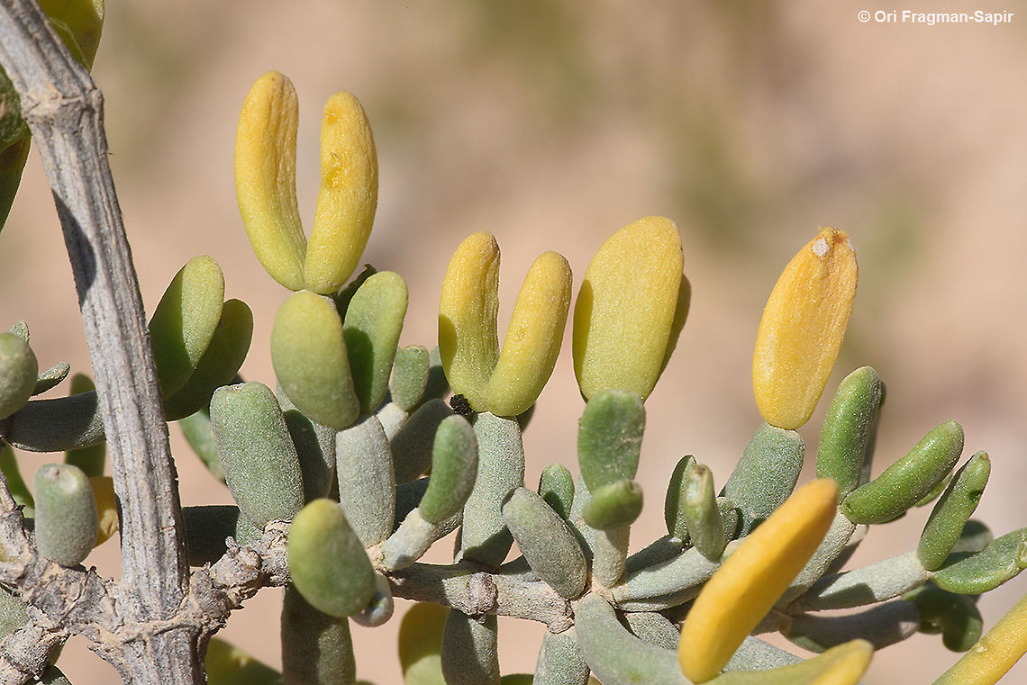 Zygophyllum dumosum Its the end of sping and the plant gets ready for the long dry period. Fleshy leaflets are shed with access salt and decrease the plant area loosing water. Geotagged,Israel,Spring,Zygophyllum dumosum
