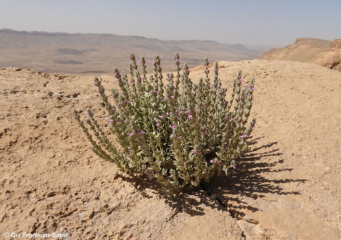 Stachys aegyptiaca  Geotagged,Israel,Spring,Stachys aegyptiaca