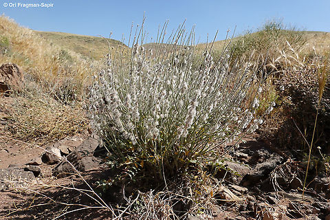Onobrychis ptolemaica  Geotagged,Israel,Onobrychis ptolemaica,Spring