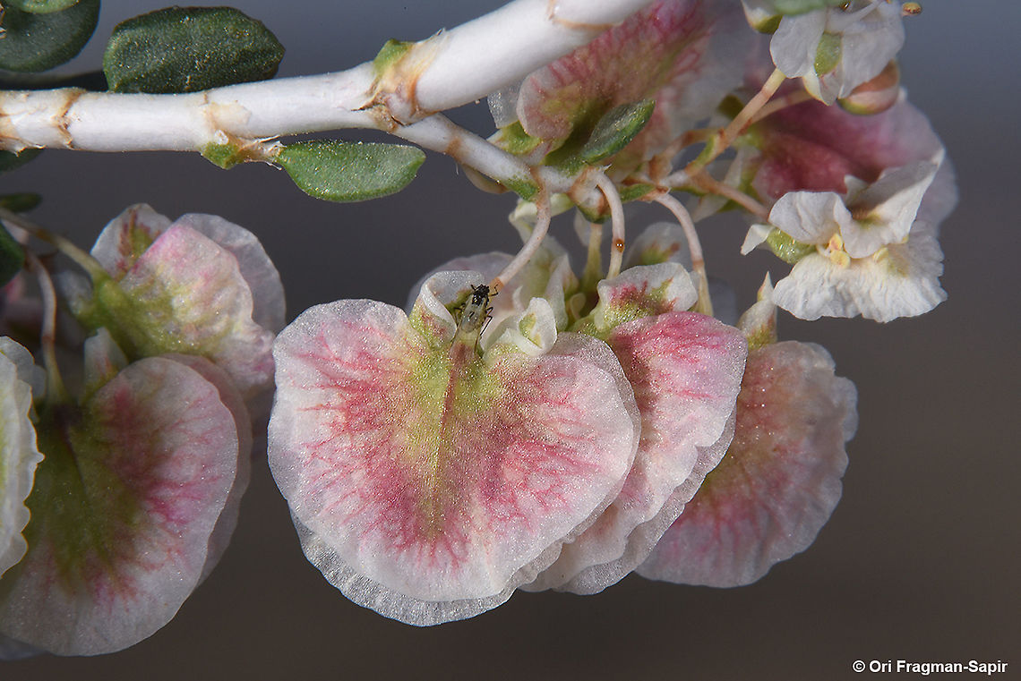 Atraphaxis spinosa  Atraphaxis spinosa,Geotagged,Israel,Spring