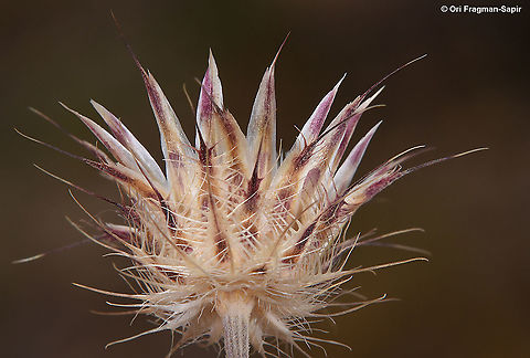 Zoegea purpurea  Geotagged,Israel,Spring,Zoegea purpurea