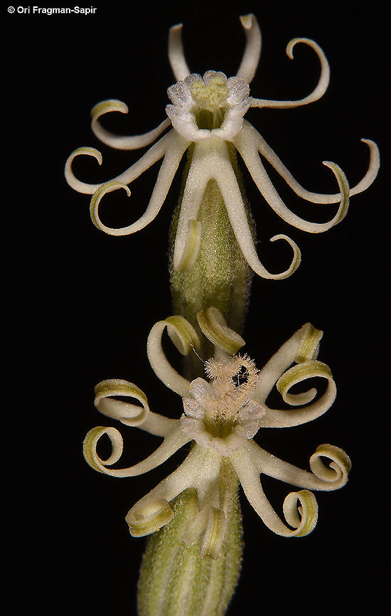 Silene vivianii  Geotagged,Israel,Silene vivianii,Spring