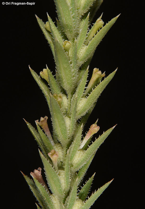 Crucianella ciliata  Crucianella ciliata,Geotagged,Israel,Spring