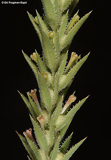 Crucianella ciliata  Crucianella ciliata,Geotagged,Israel,Spring