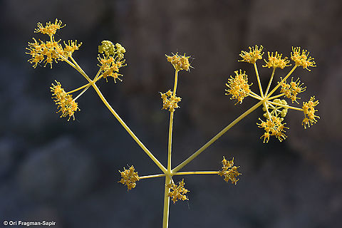 Ferula negevensis  Ferula negevensis,Geotagged,Israel,Spring