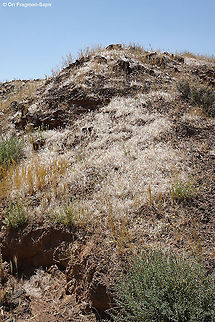 Erodium oxyrhinchum Here u can see the feathered seeds after dispersal. Erodium oxyrhinchum,Geotagged,Israel,Spring