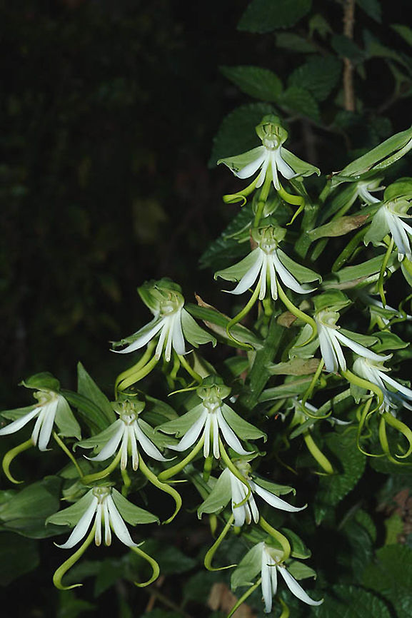 Bonatea speciosa SA - Phantom Forest Bonatea speciosa,Geotagged,South Africa,Spring