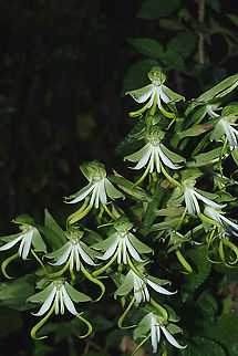 Bonatea speciosa SA - Phantom Forest Bonatea speciosa,Geotagged,South Africa,Spring