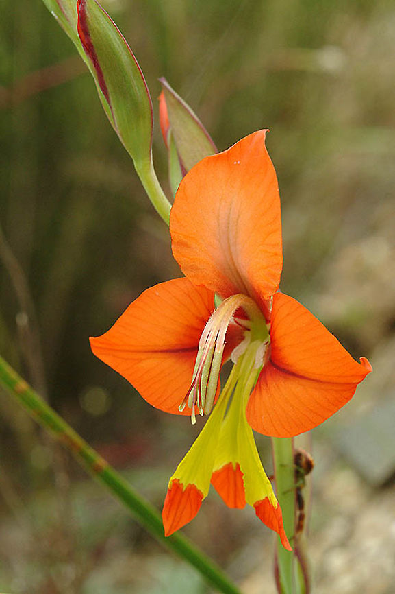 Gladiolus alatus SA - sandy plains north of Op de Berg, 950 m. Geotagged,Gladiolus alatus,South Africa,Spring