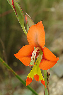 Gladiolus alatus SA - sandy plains north of Op de Berg, 950 m. Geotagged,Gladiolus alatus,South Africa,Spring