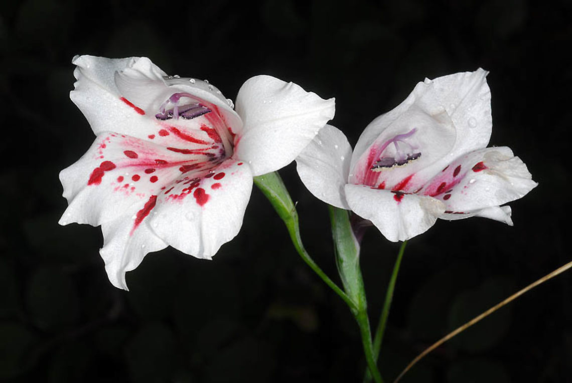 Gladiolus variegatus SA - cape Agulhas Geotagged,Gladiolus variegatus,South Africa,Spring
