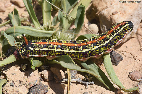 Hyles livornica  Geotagged,Hyles livornica,Israel,Spring,Striped hawk-moth
